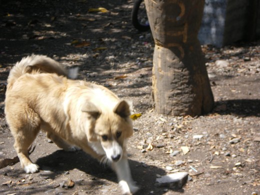 no saben cuanto me costo tirarle esta foto.. ( yo con la camara y el pensando k yo kiero jugar) se puso a correr!!-